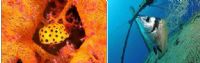 EPSON Red Sea Competition : Les Européens dominent les Olympiades de la photo sous-marine !. Publié le 12/12/11
